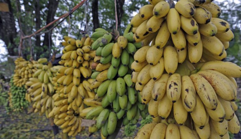 Sustitución de banano y plátano mitigaría la expansión del hongo Fusarium. #UAenmedios