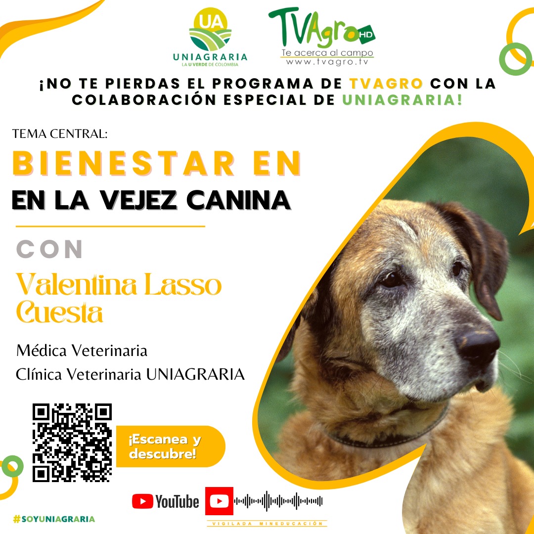 TvAgroBienestarEnLaVejezCanina
