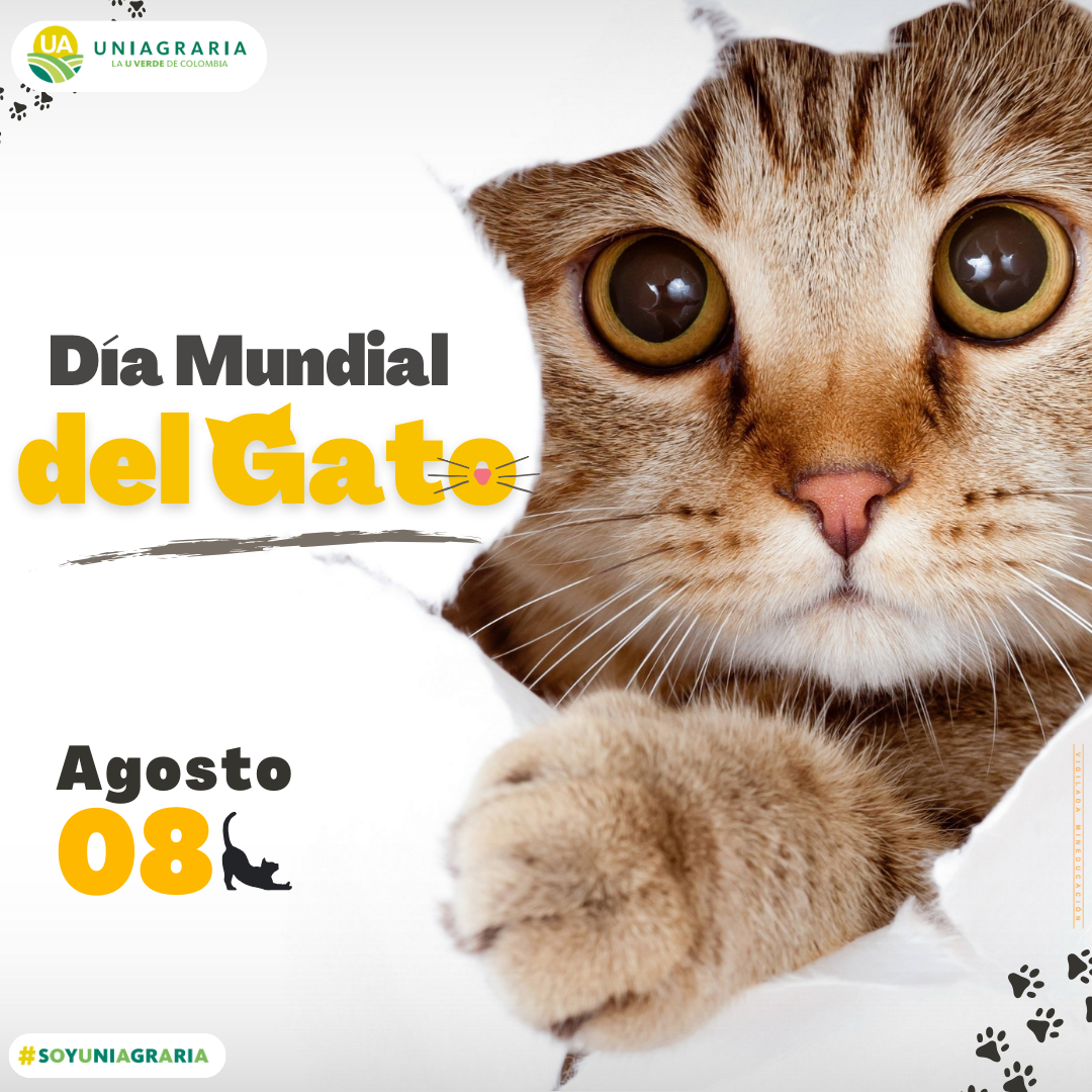 Día mundial del Gato