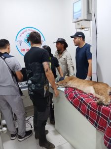 Acompañamiento al traslado de un puma por el Dr. Leonardo Arias