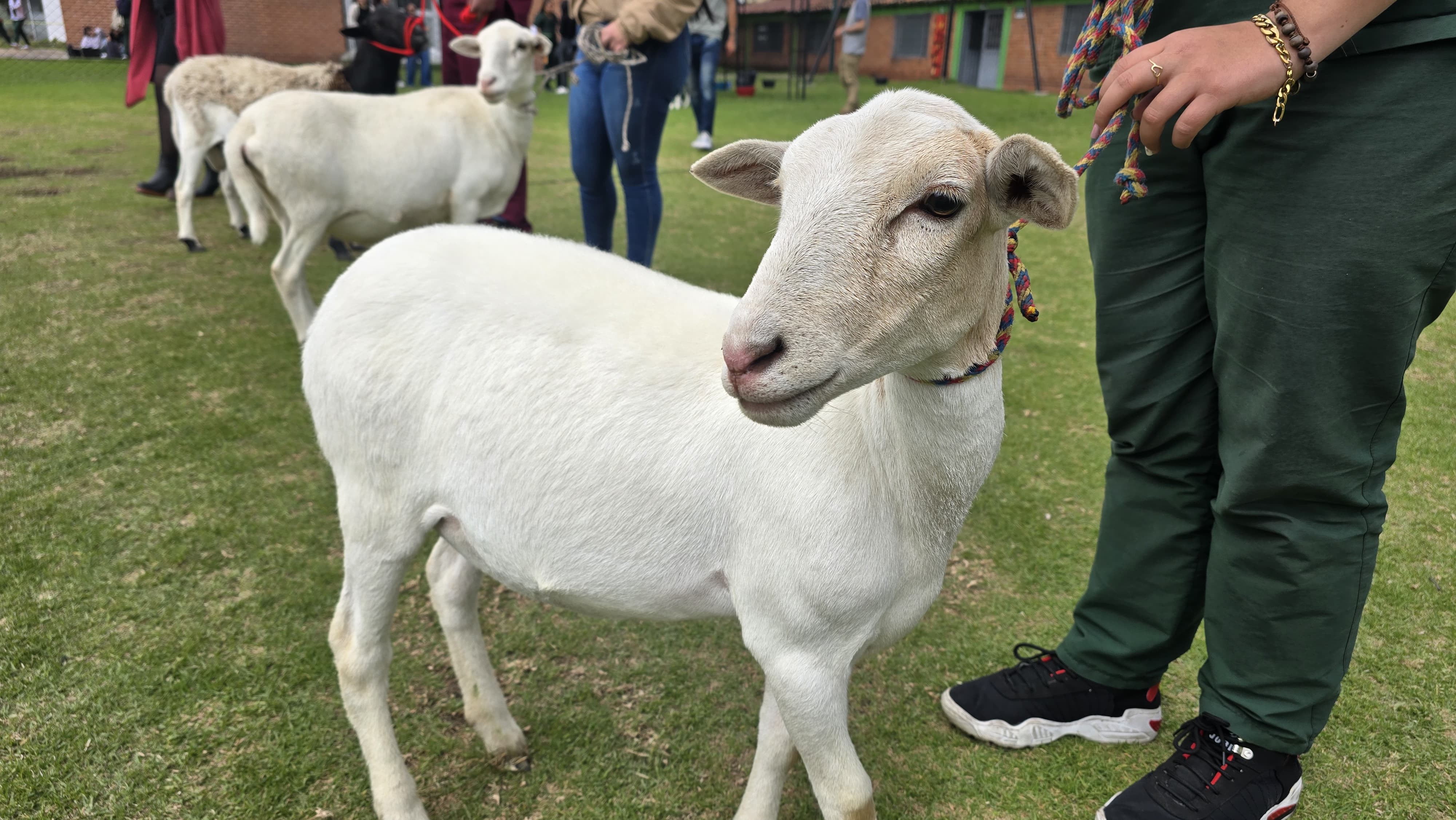 UNIAGRARIA celebra Día del Zootecnista con una jornada de conocimiento y actividades prácticas