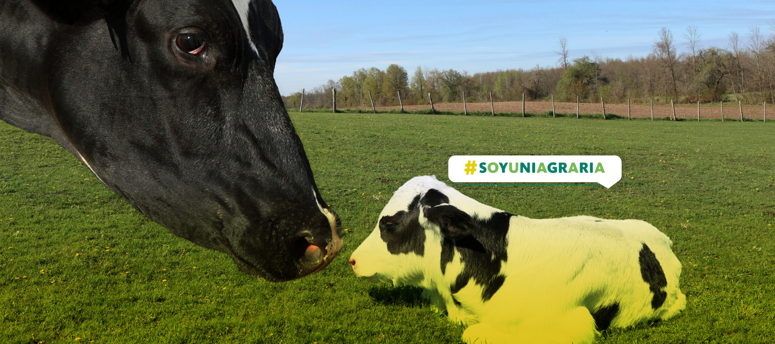 Inseminación artificial bovina