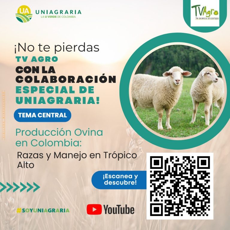 Producción Ovina en Colombia: Razas y Manejo en Trópico Alto