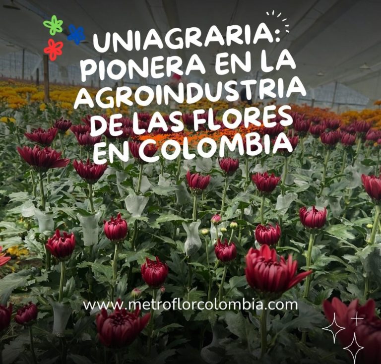 El desafío de la productividad en la floricultura colombiana