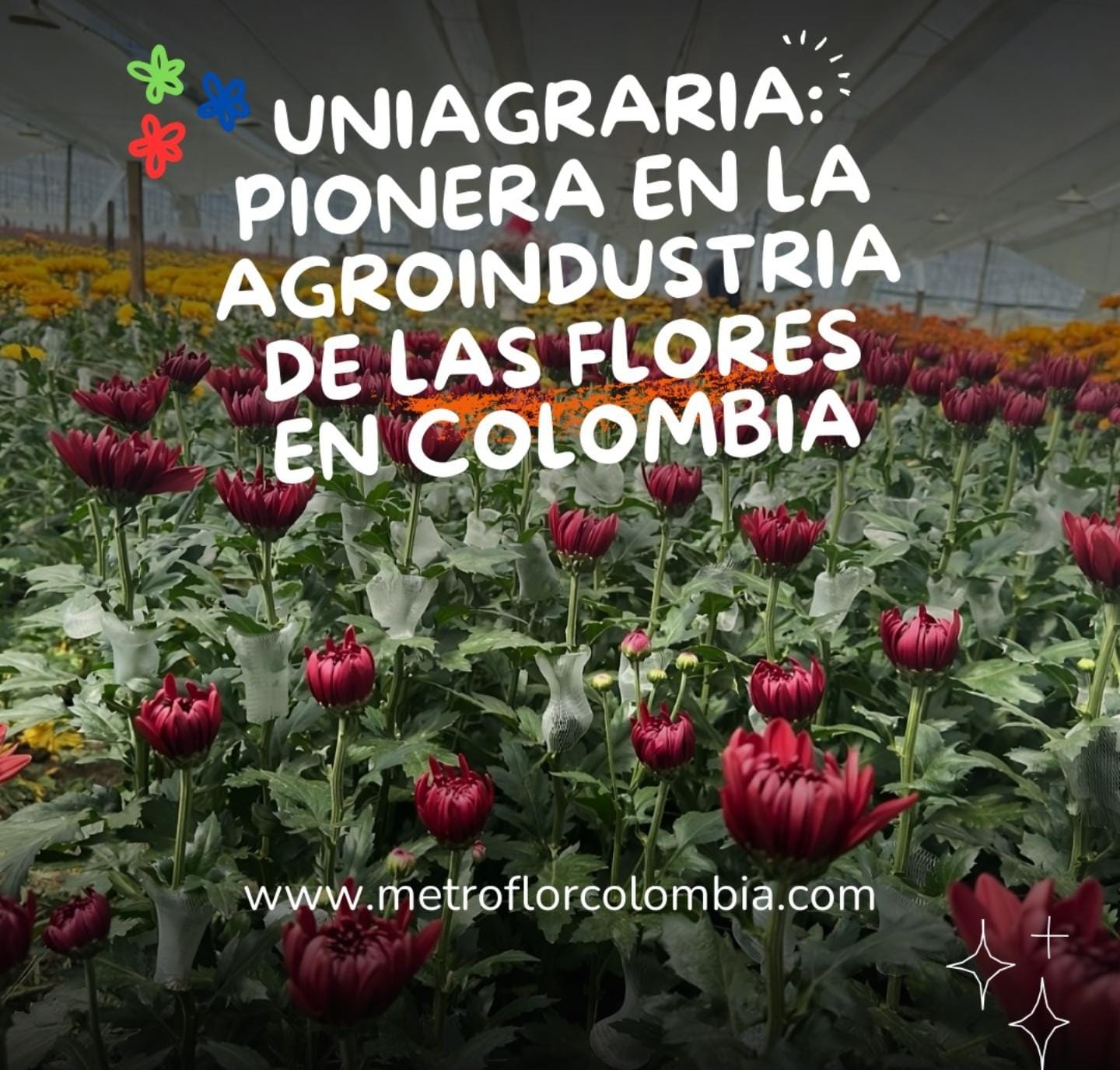 El desafío de la productividad en la floricultura colombiana