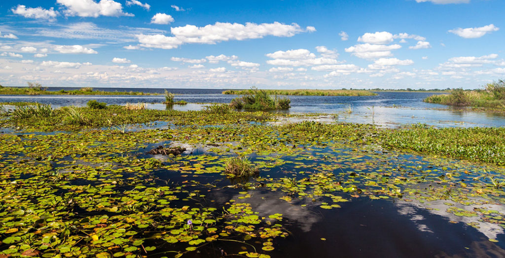 Día Mundial de los Humedales: protejamos el Futuro del Agua y la Biodiversidad