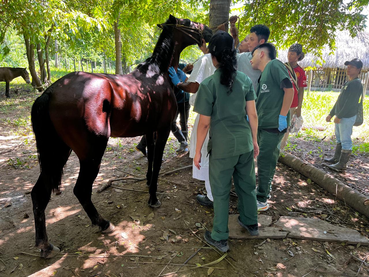 BienestarAnimalFrenteArbovirus-04