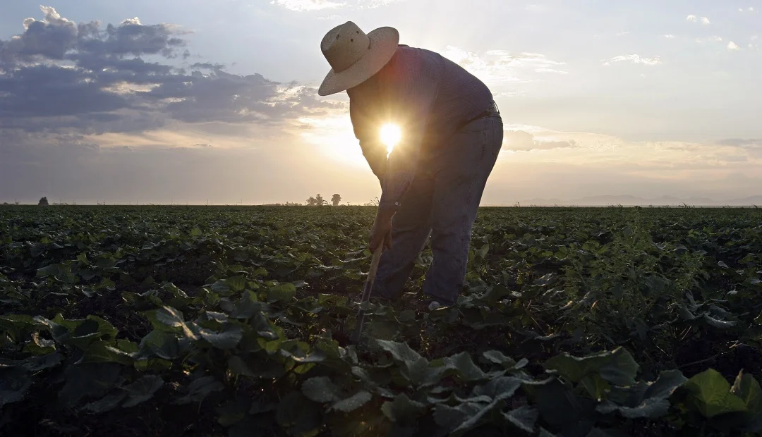 cultivos-melon-campesinos-Reuters-AN