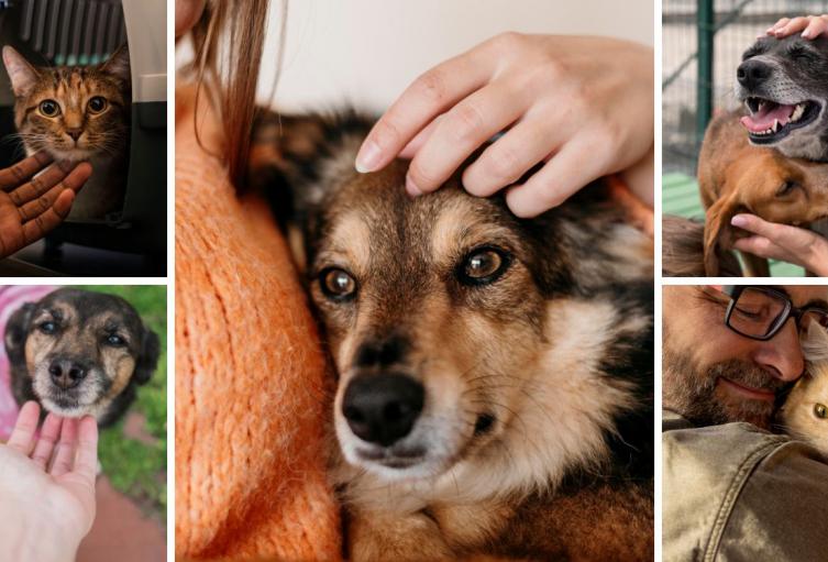 jornada_de_acopcion_en_mascotas