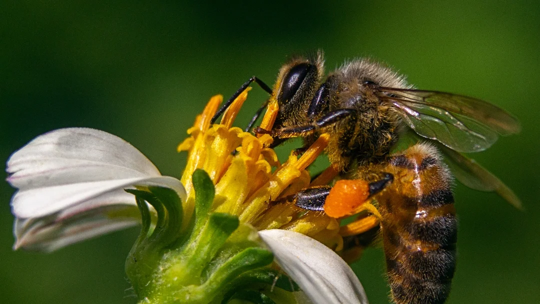 Dia-Mundial-de-las-Abejas