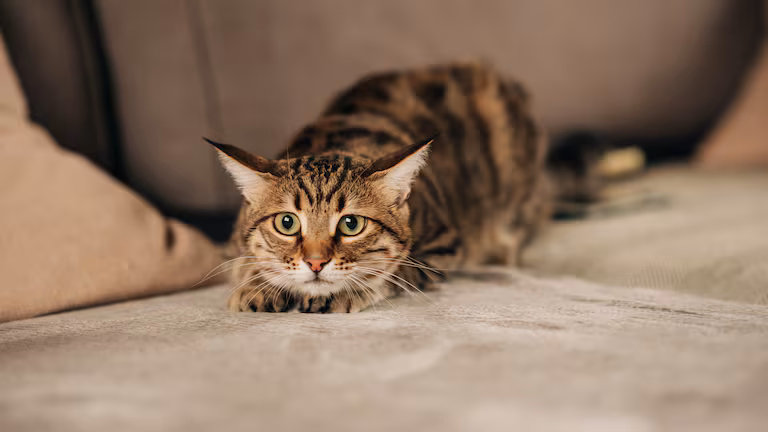 Gato