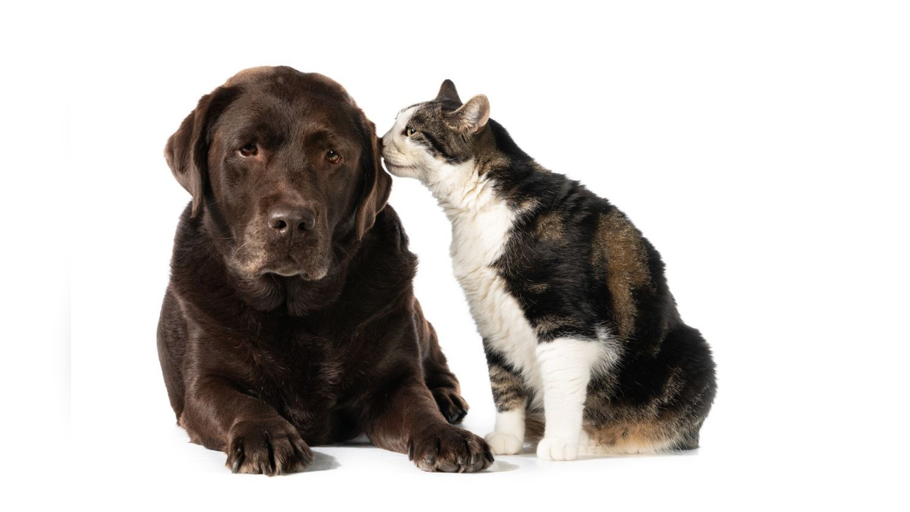Proteccion-animal