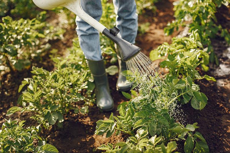 Agricultura resiliente ante el fenómeno de El Niño