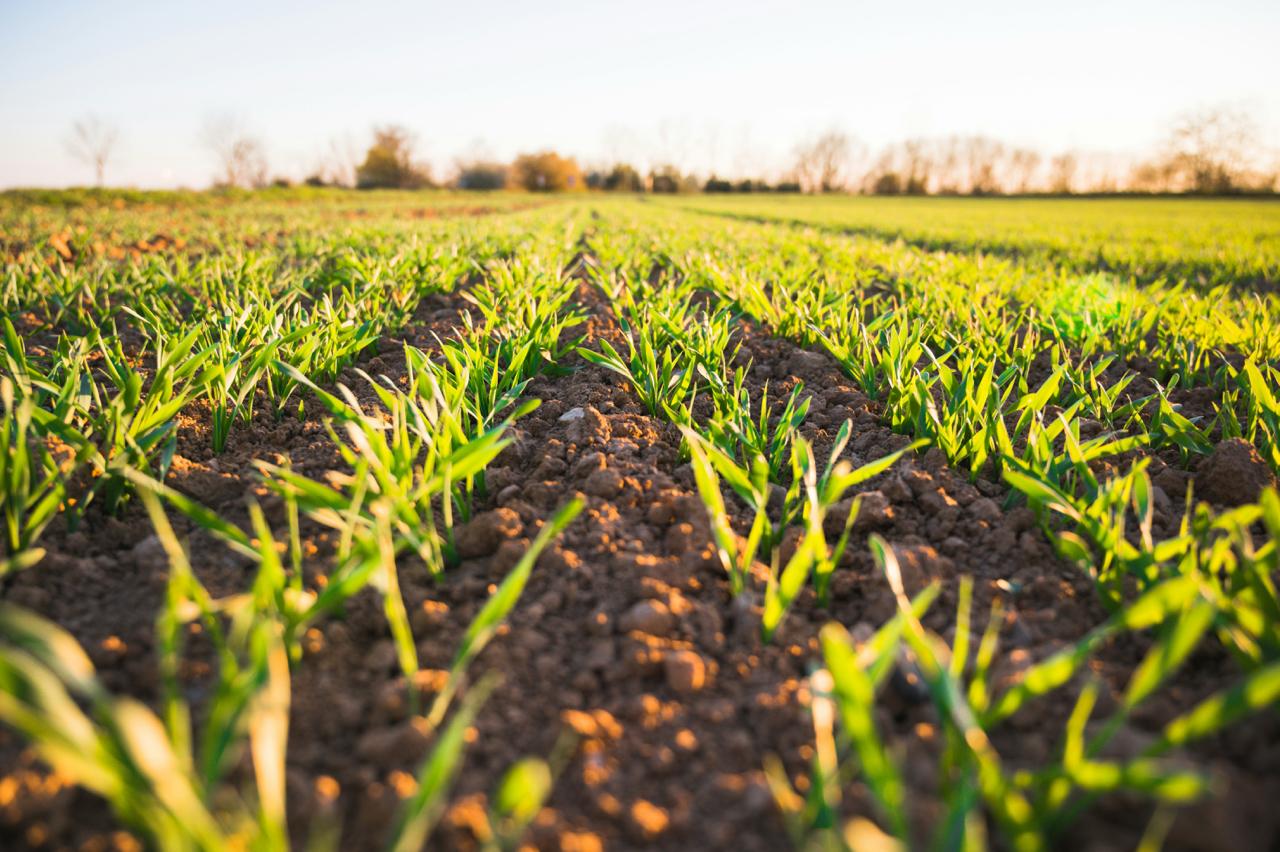 Agricultura resiliente ante el fenómeno de El Niño - claves para enfrentar la sequía y el cambio climático