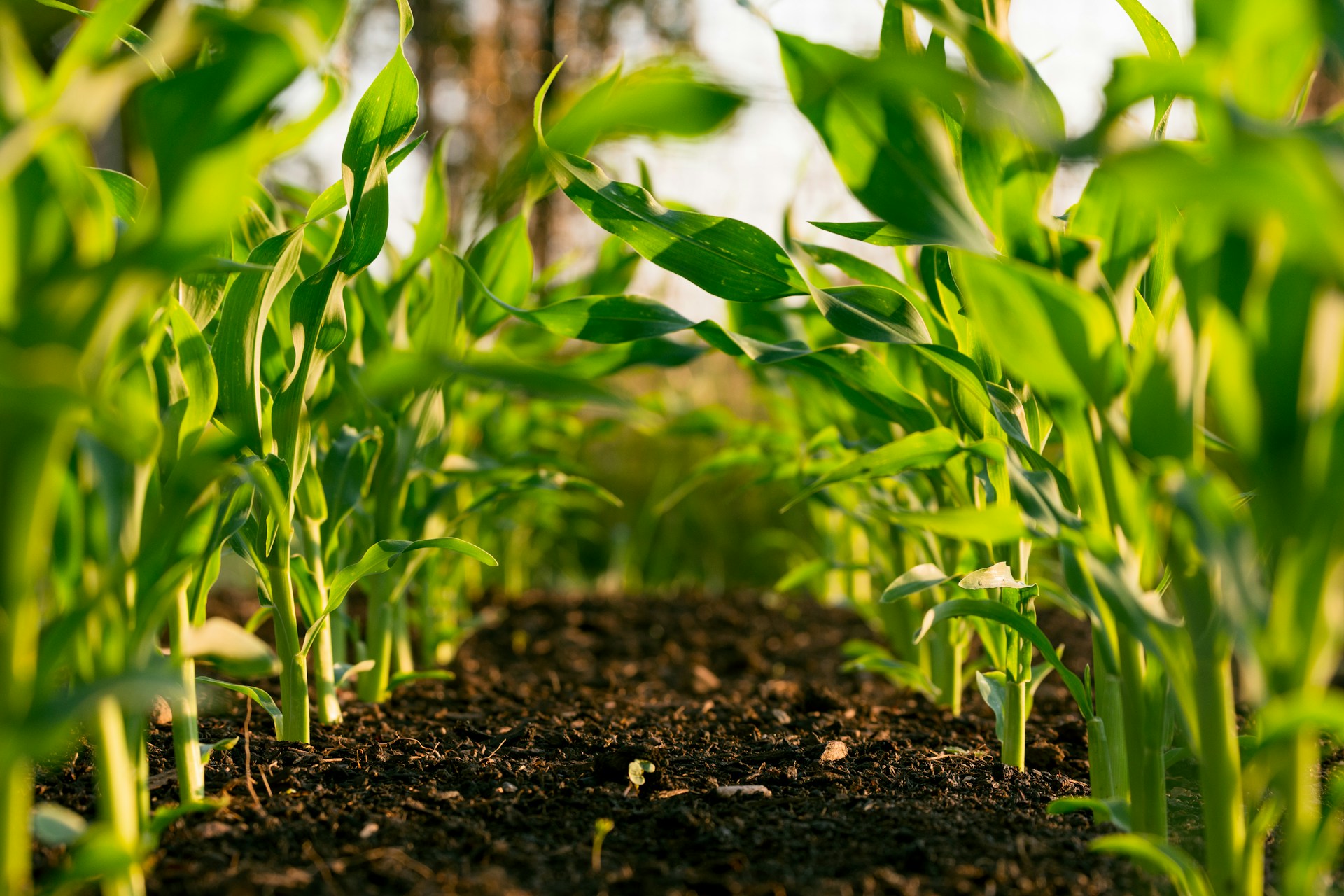 Agricultura resiliente ante el fenómeno de El Niño claves para enfrentar la sequía y el cambio climático