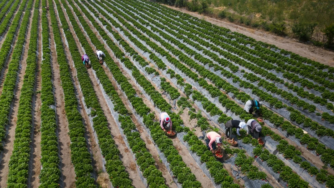 Subproductos agrícolas, una oportunidad para generar valor y reducir costos