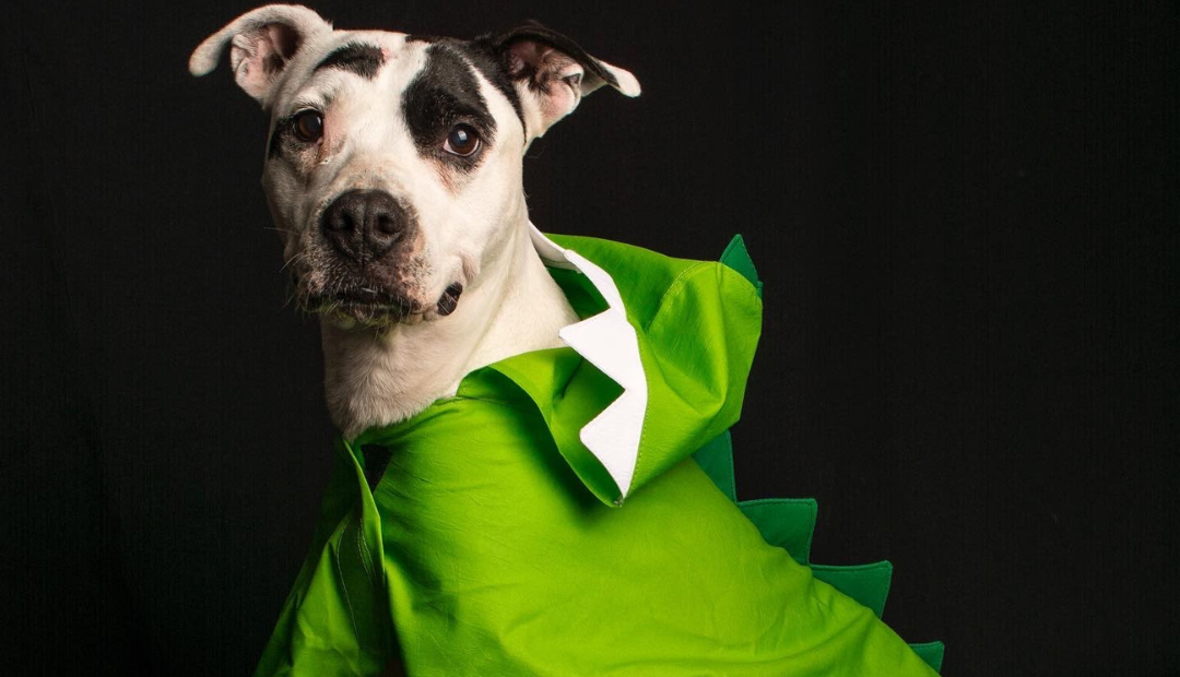 Disfraces, dulces y ruidos pueden poner en riesgo el bienestar de las mascotas en Halloween