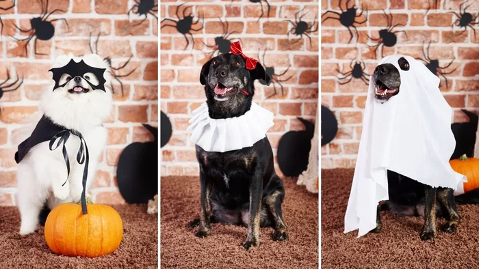 Disfrazar a las mascotas en Halloween es maltrato animal