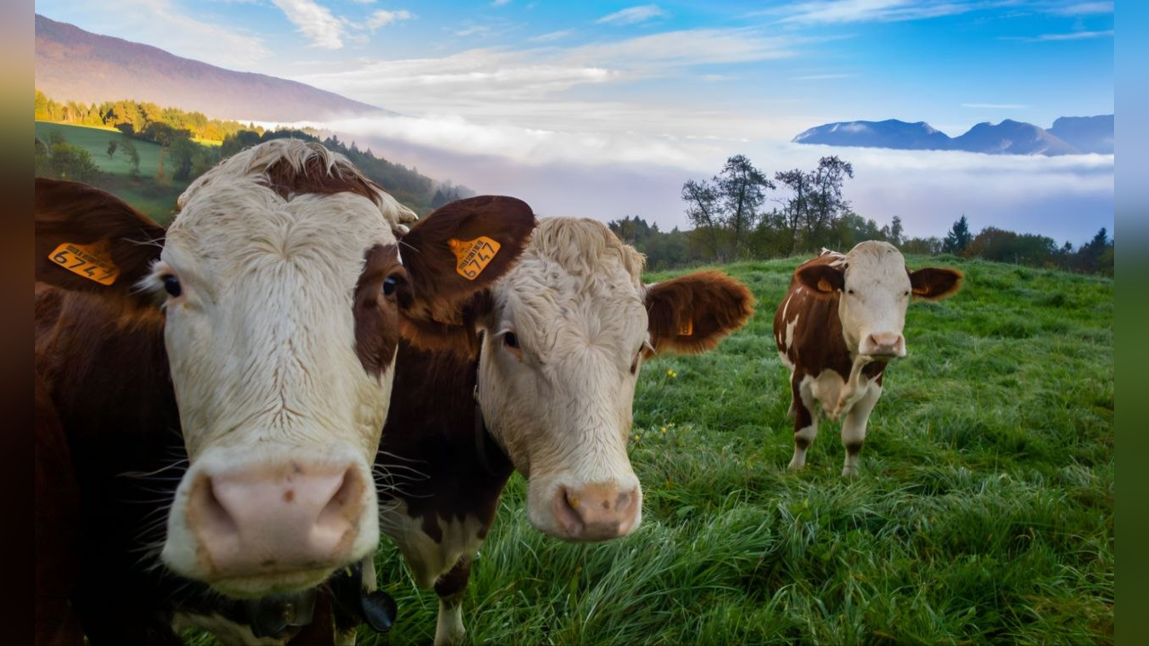 Estrés en animales de granja- cómo proteger su bienestar y productividad