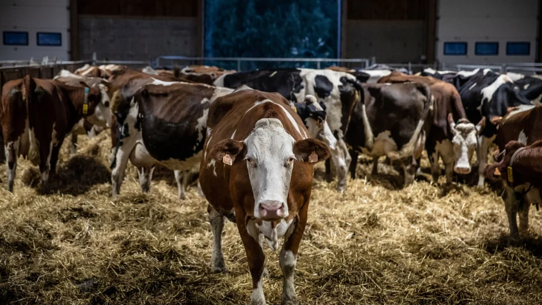 Estrés en animales de granja puede afectar su bienestar, salud y desempeño productivo