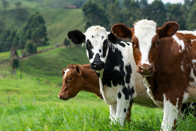 Estrés en animales de granja