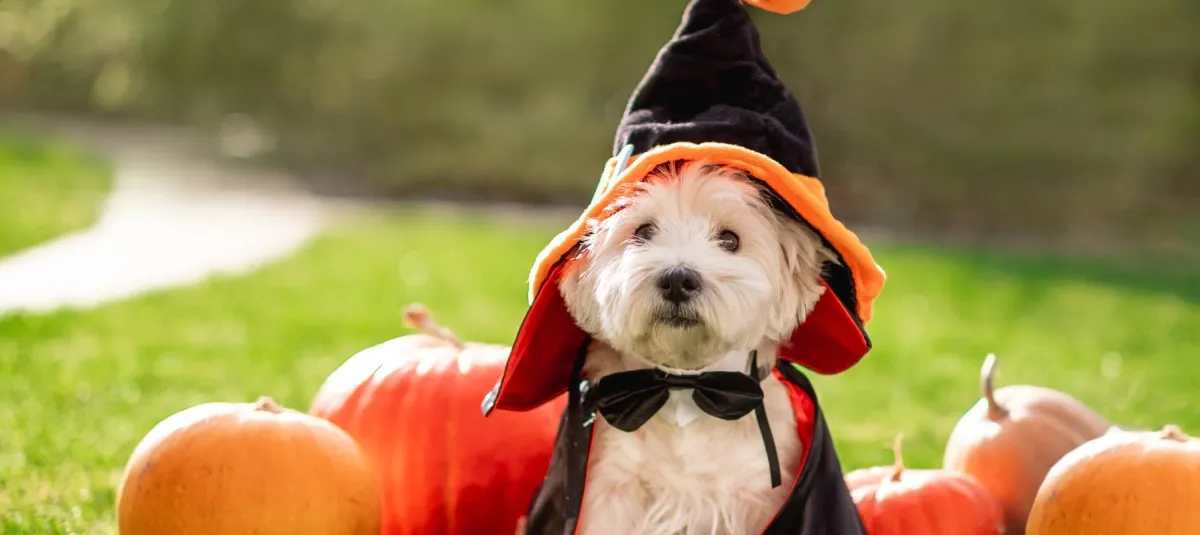 Halloween con mascotas